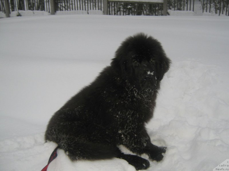 Фото: ньюфаундленд Энерги Океан