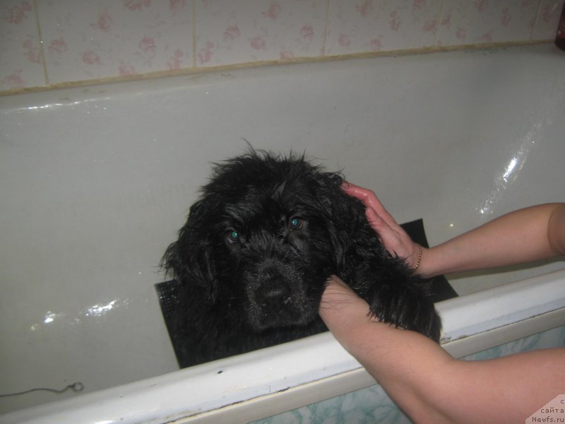 Фото: ньюфаундленд Энерги Океан