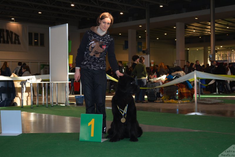 Фото: ньюфаундленд Белкондер-Клаб Блэк Бейлиз (Belkonder-Club Black Baileys), ньюфаундленд Белкондер-Клаб Блэк Бейлиз (Belkonder-Club Black Baileys)