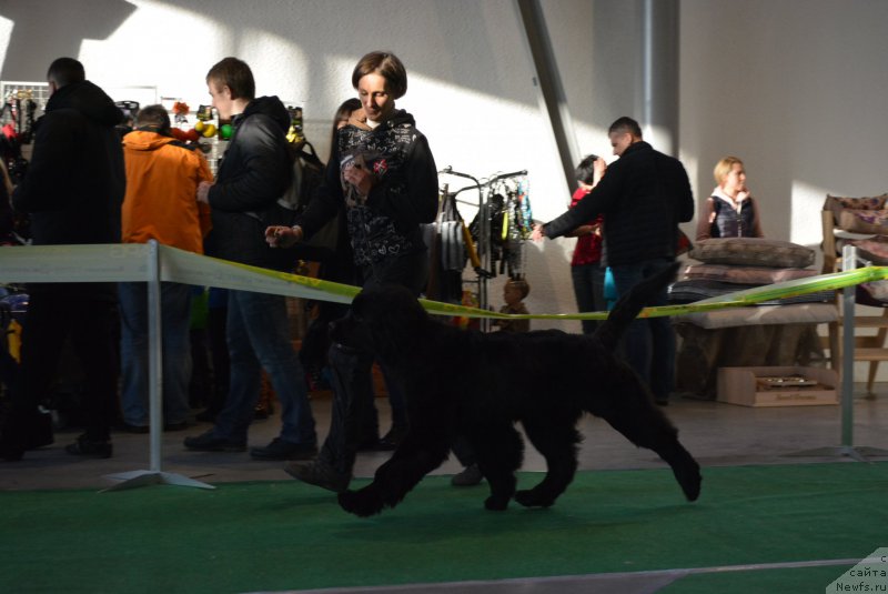 Фото: ньюфаундленд Белкондер-Клаб Блэк Бейлиз (Belkonder-Club Black Baileys)