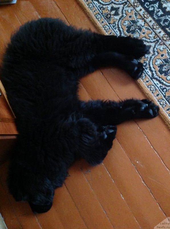 Фото: ньюфаундленд Элегант Леди