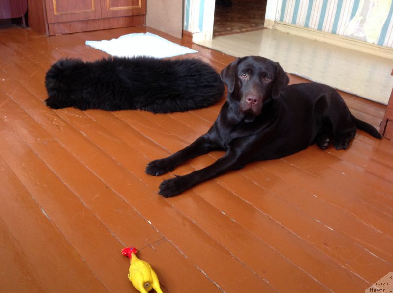 Фото: ньюфаундленд Элегант Леди