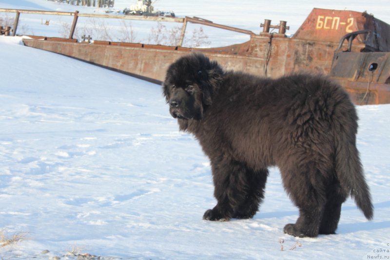 Фото: ньюфаундленд Экселент Бьюти