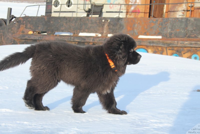 Фотография № 202578