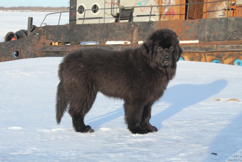 Фото: ньюфаундленд Экселент Бьюти
