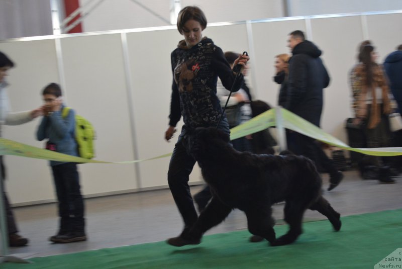 Фото: ньюфаундленд Белкондер-Клаб Блэк Бейлиз (Belkonder-Club Black Baileys)