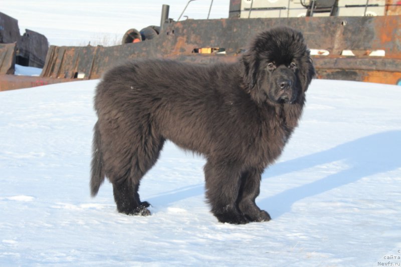 Фото: ньюфаундленд Экселент Бьюти