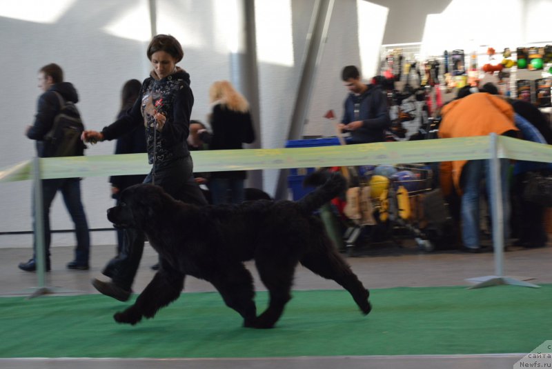 Фото: ньюфаундленд Белкондер-Клаб Блэк Бейлиз (Belkonder-Club Black Baileys)