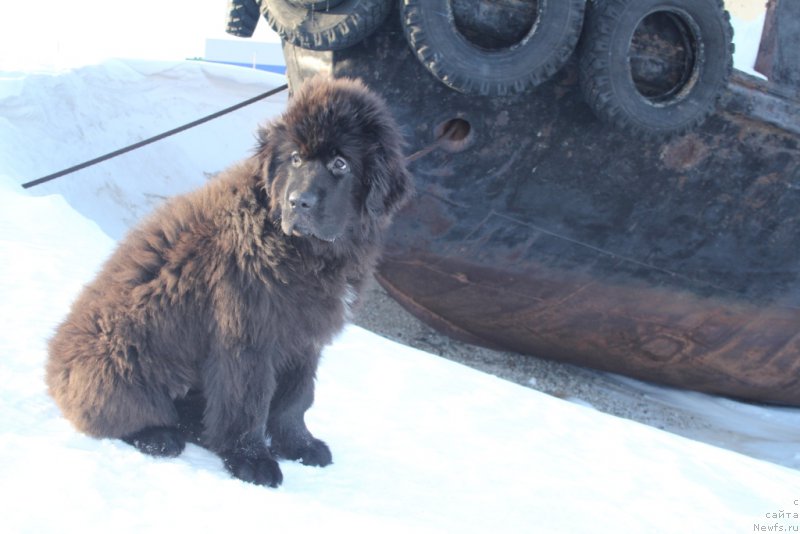 Фото: ньюфаундленд Экселент Бьюти