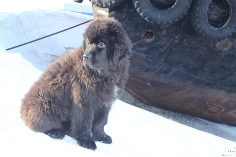 Фото: ньюфаундленд Экселент Бьюти