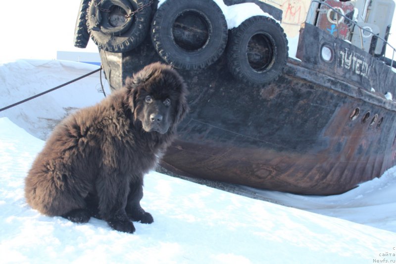 Фото: ньюфаундленд Экселент Бьюти
