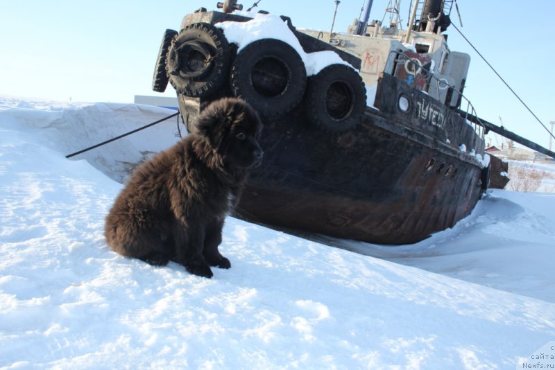 Фото: ньюфаундленд Экселент Бьюти