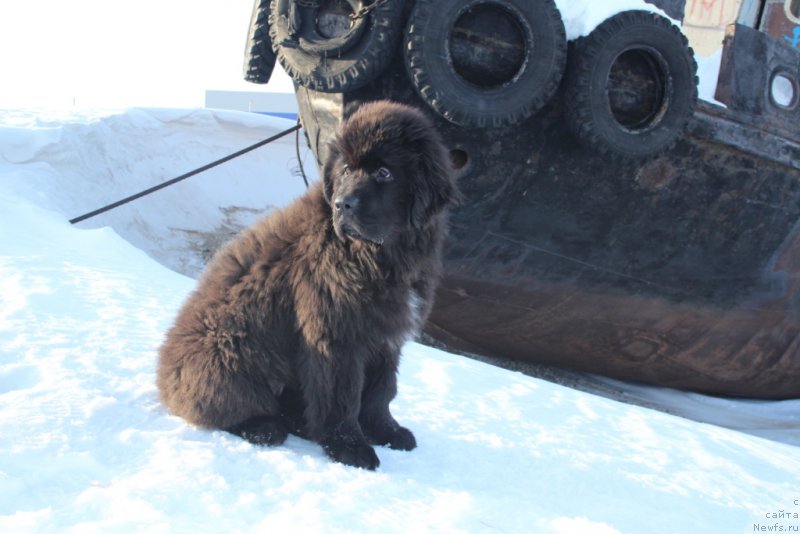 Фото: ньюфаундленд Экселент Бьюти