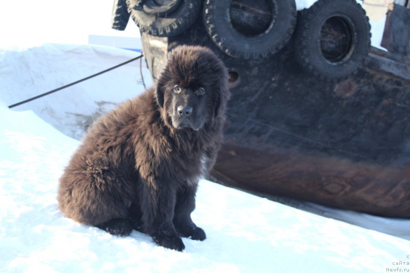 Фото: ньюфаундленд Экселент Бьюти