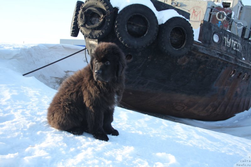 Фото: ньюфаундленд Экселент Бьюти