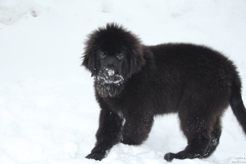 Фото: ньюфаундленд Элегант Леди