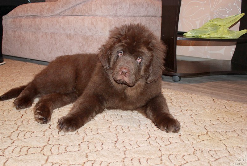 Фото: ньюфаундленд Браунблад МСК Сидни Свитин Санлайт