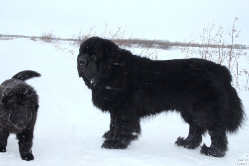 Фото: ньюфаундленд Бегущая по Волнам Зеро Коол