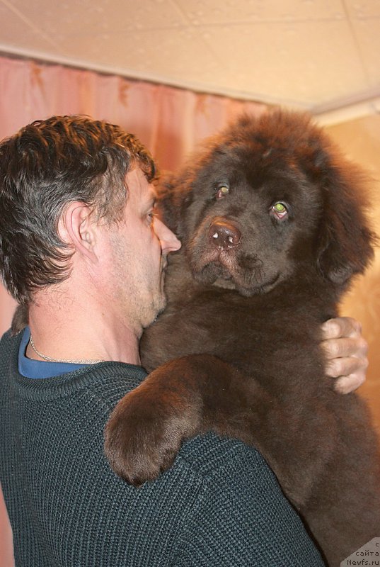 Фото: ньюфаундленд Браунблад МСК Сидни Свитин Санлайт