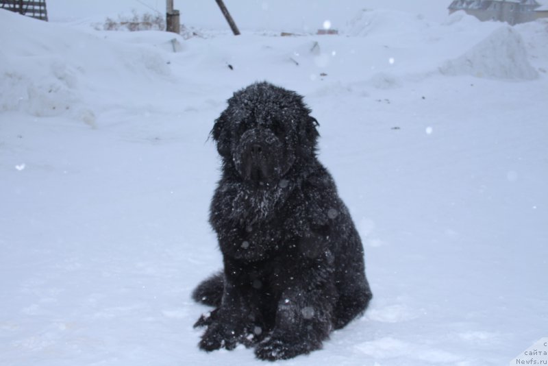 Фото: ньюфаундленд Янтарная Мечта