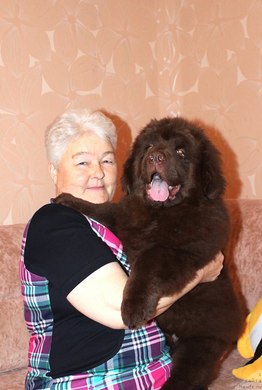 Фото: ньюфаундленд Браунблад МСК Сидни Свитин Санлайт