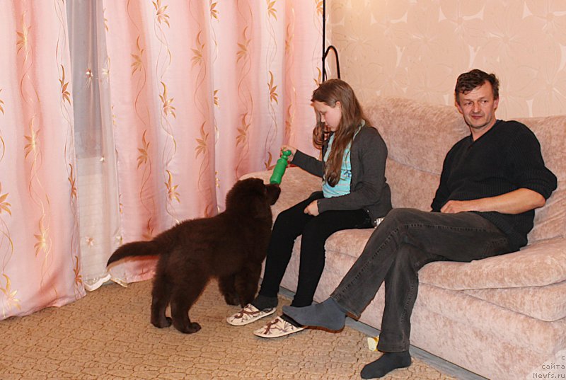 Фото: ньюфаундленд Браунблад МСК Сидни Свитин Санлайт