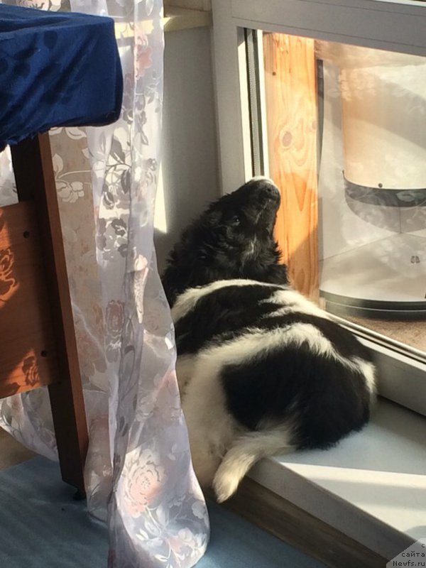 Фото: ньюфаундленд Бенджамин от Карельских Медведей