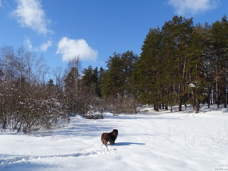 Фото: ньюфаундленд Ньюфорт Вивиан