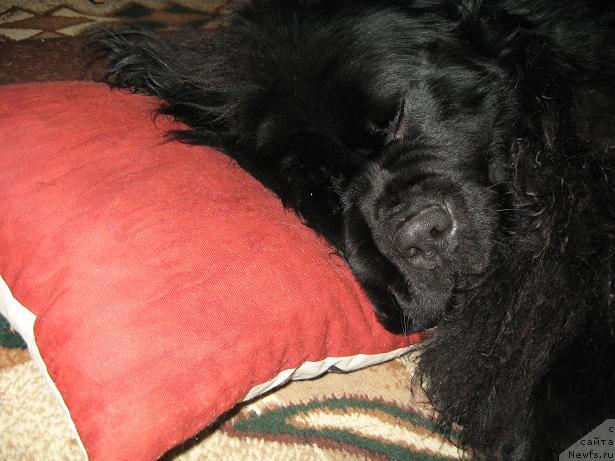 Фото: ньюфаундленд Царевич Славный из Медвежьего Яра (Tsarevich Slavny iz Medvejyego Yara)