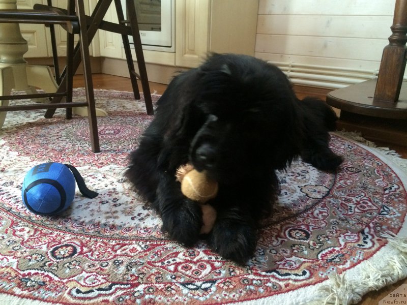 Фото: ньюфаундленд Черный Балу Ерофей