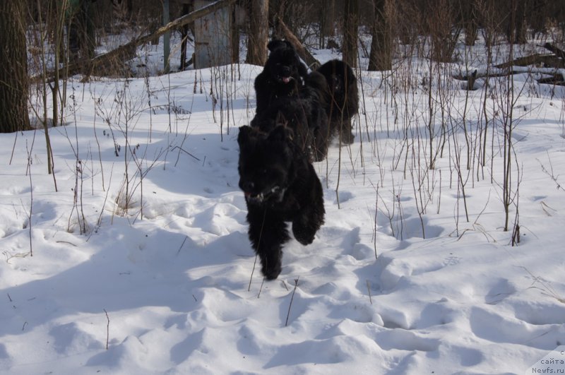 Фотография № 202696