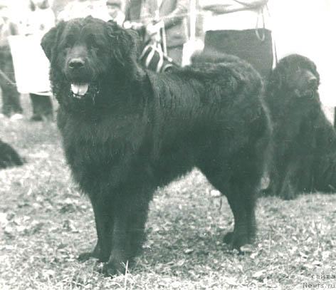 Фото: ньюфаундленд Цедам Хан