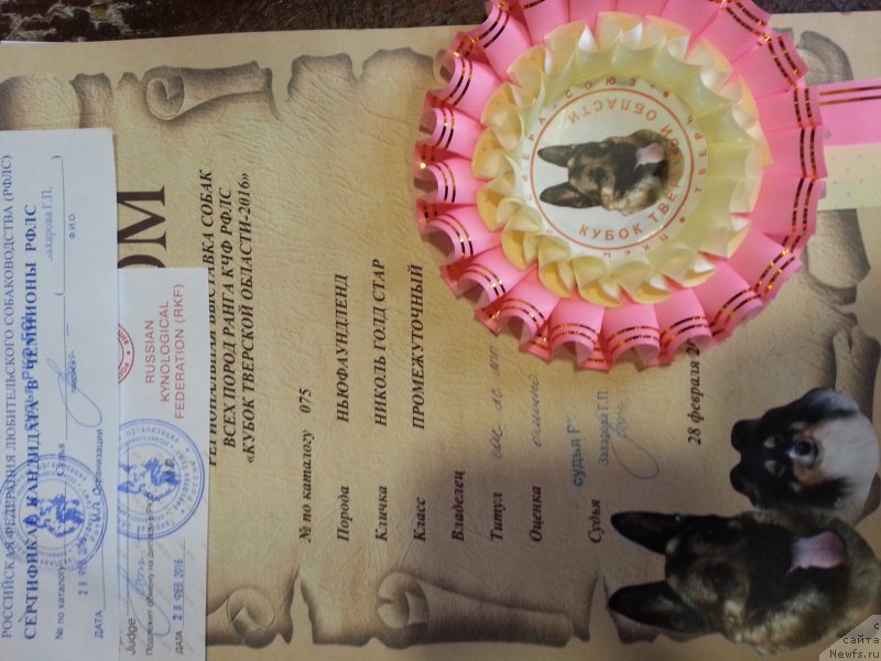 Фото: ньюфаундленд Николь Голд Стар (Nikol Gold Star)