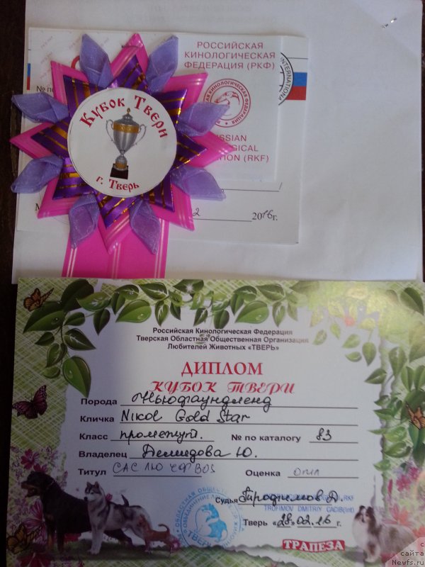 Фото: ньюфаундленд Николь Голд Стар (Nikol Gold Star)