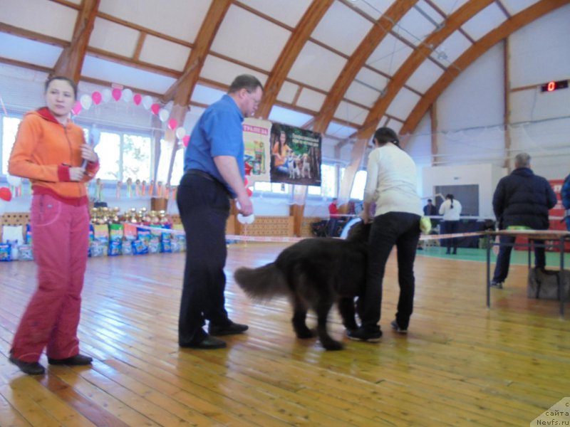 Фото: ньюфаундленд Николь Голд Стар (Nikol Gold Star), ньюфаундленд Николь Голд Стар (Nikol Gold Star)