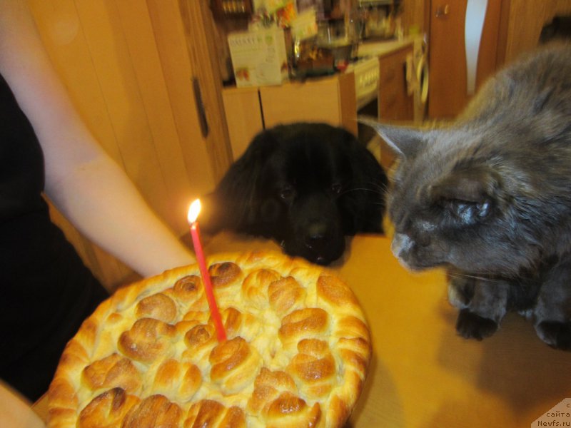 Фотография № 202710