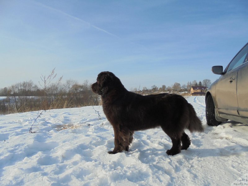 Фото: ньюфаундленд Николь Голд Стар (Nikol Gold Star)