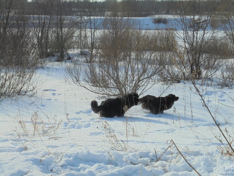 Фото: ньюфаундленд Николь Голд Стар (Nikol Gold Star), ньюфаундленд Черная Мафия Шорт анд Свеет (Chernaya Mafia Short and Sweet)
