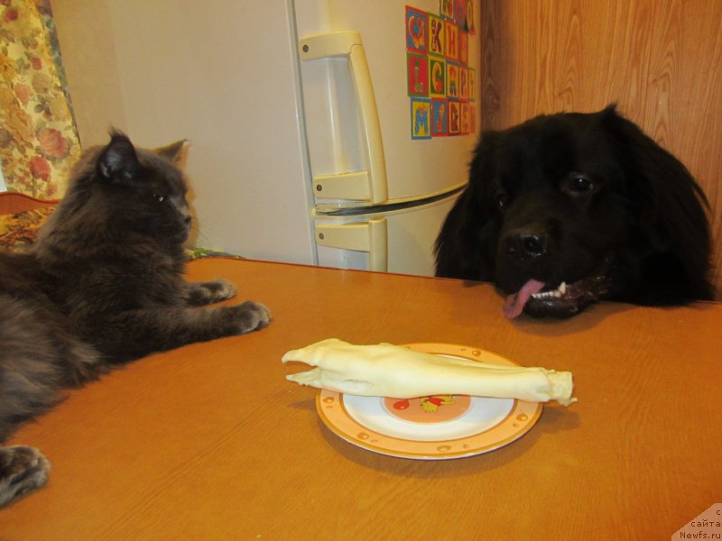 Фотография № 202720