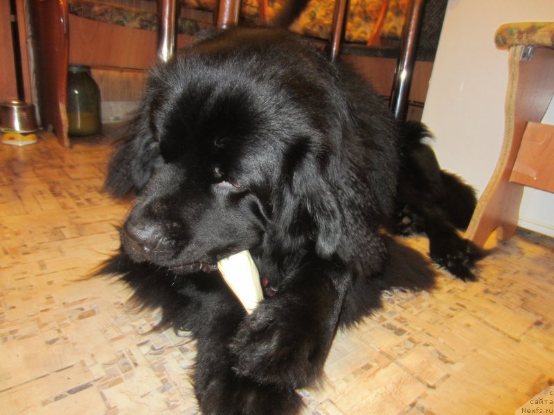 Фотография № 202722