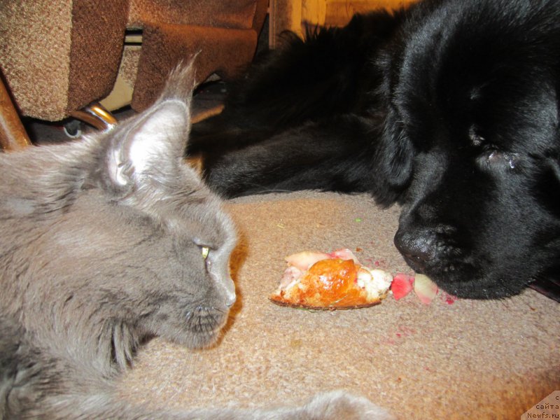 Фотография № 202725