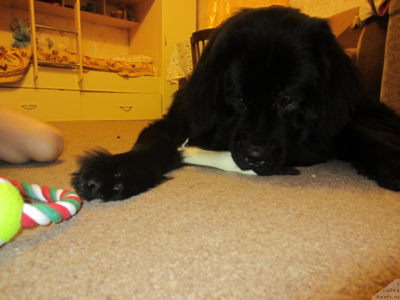 Фотография № 202726