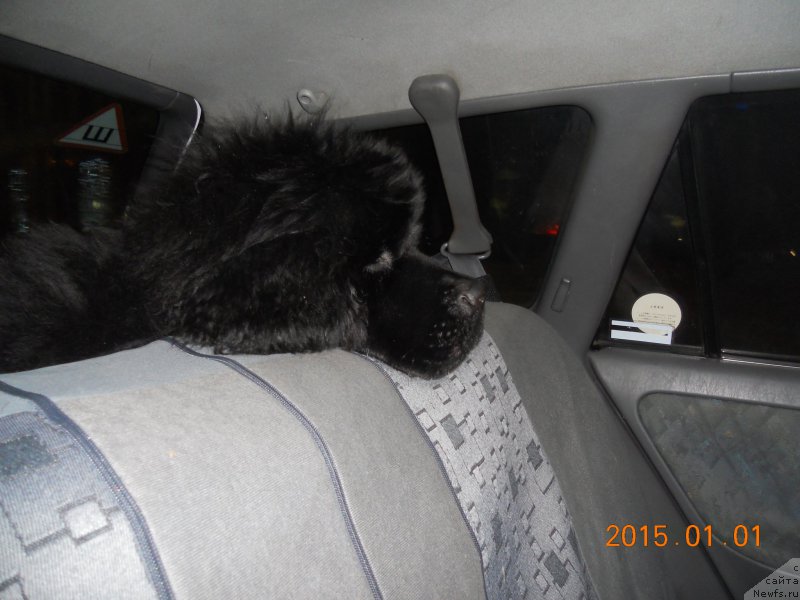 Фотография № 202733