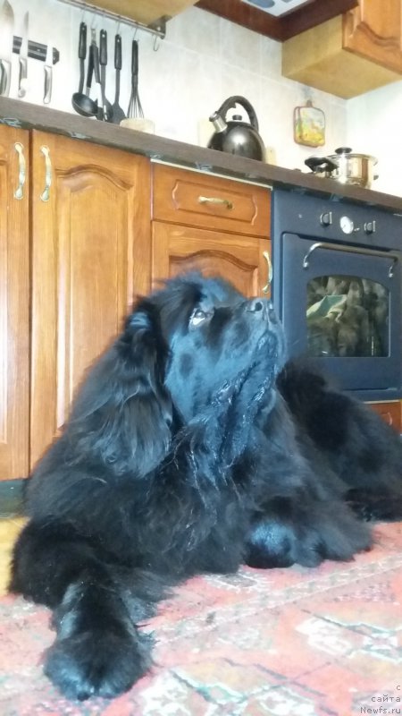 Фото: ньюфаундленд Моя Стихия Императрица Мария