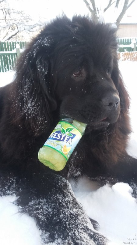 Фото: ньюфаундленд Моя Стихия Императрица Мария