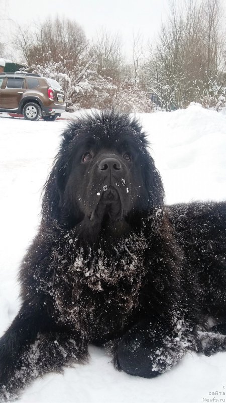Фото: ньюфаундленд Моя Стихия Императрица Мария
