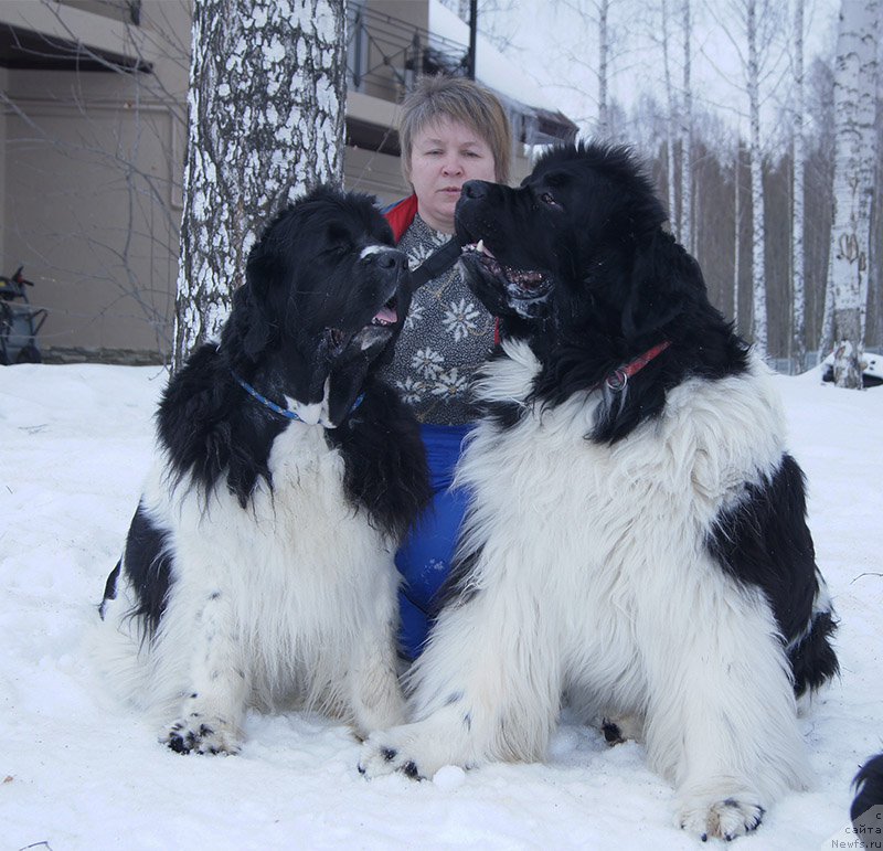 Фото: ньюфаундленд Супер Премиум Жодо Феролли (Super Premium Zhodo Ferolli), ньюфаундленд Супер Премиум Женева (Super Premium Zheneva)