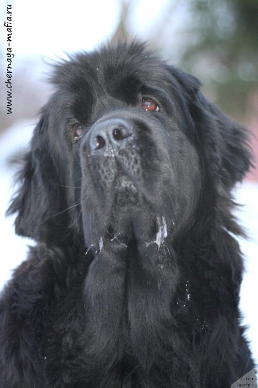 Фото: ньюфаундленд Черная Мафия Меант То Бе (Chernaya Mafia Meant To Be)