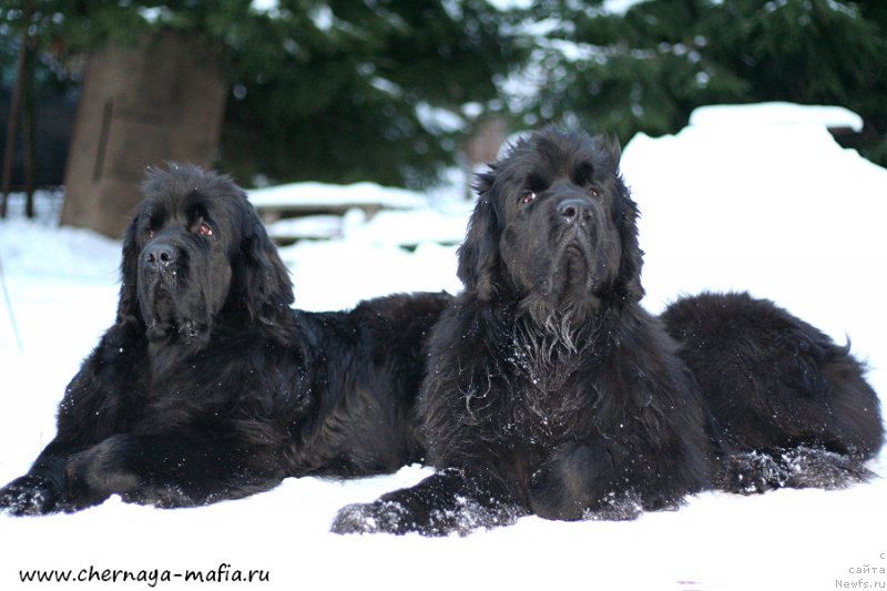 Фотография № 202767