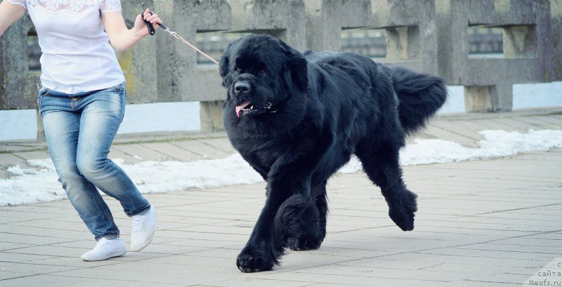 Фотография № 202781